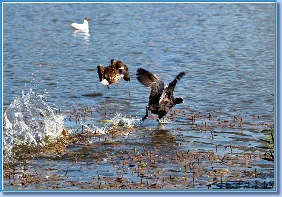 Лысуха, Coot. Фото 900x630