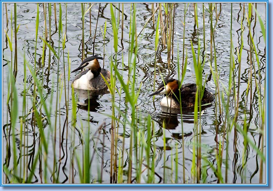 ����� (������� �������), Great Crested Grebes. ���� 900x630