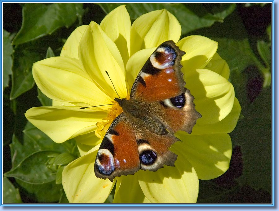 ������� �������� ����, ���� 900x680