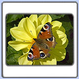 ������� �������� ����. ���� 900x680. ��������?