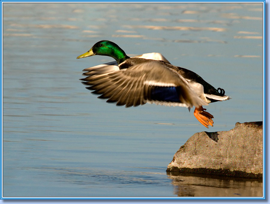 Кряква (селезень), Mallard (drake) . Фото 900x680