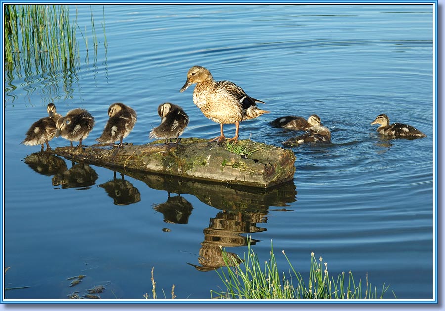 Кряква с птенцами, Mallard with a nestlings. Фото 900x630