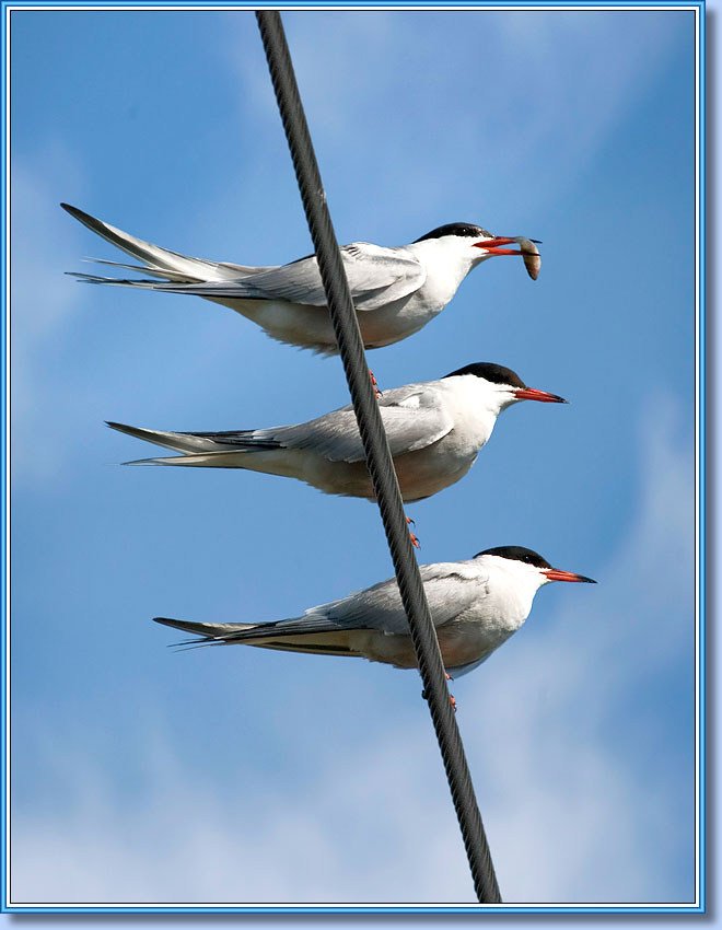 Речные крачки, Common Terns. Фото 660x850