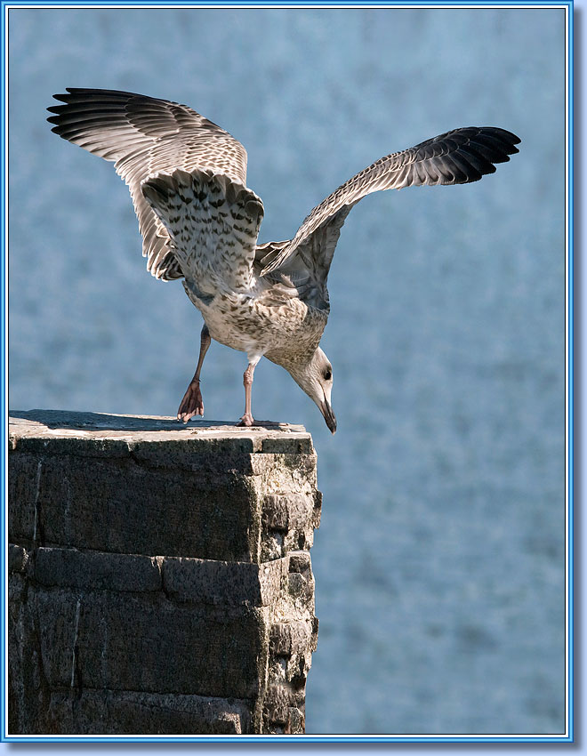 ����������� ����� (������), Herring Gull (nestling). ���� 660x850