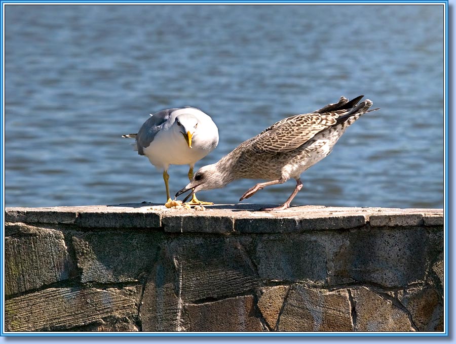 ����������� �����, Hrring Gulls. ���� 900x680