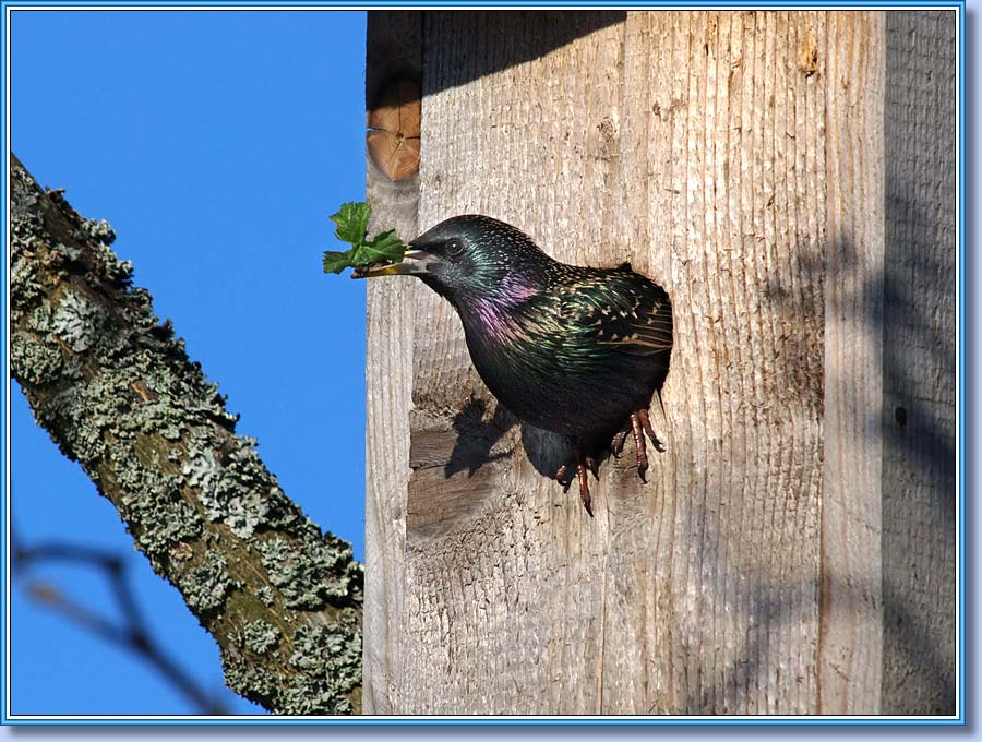 Скворец, Starling. Фото 900x680