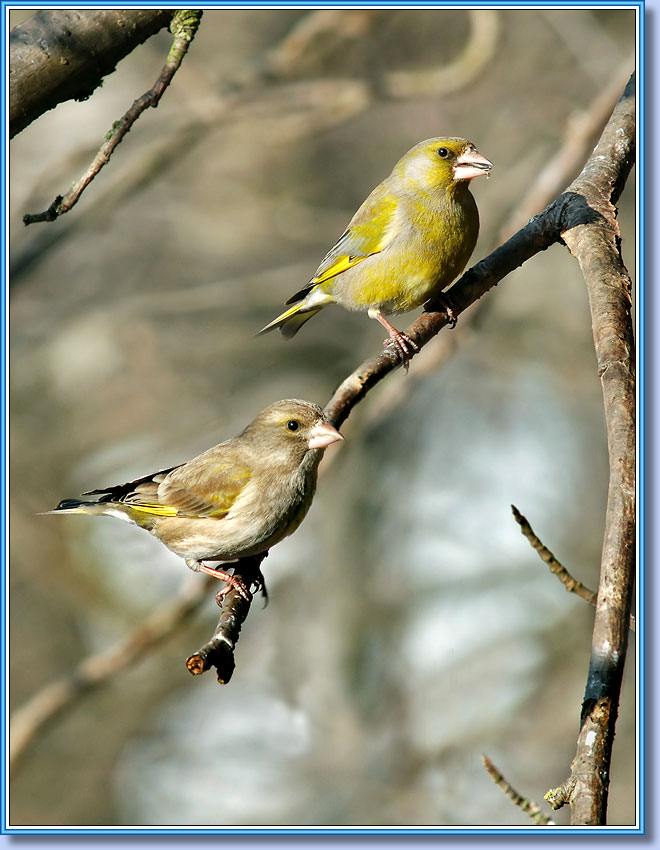 Зеленушки, Greenfinch. Фото 660x850