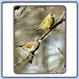 ���������. ���� 660x850. ��������?