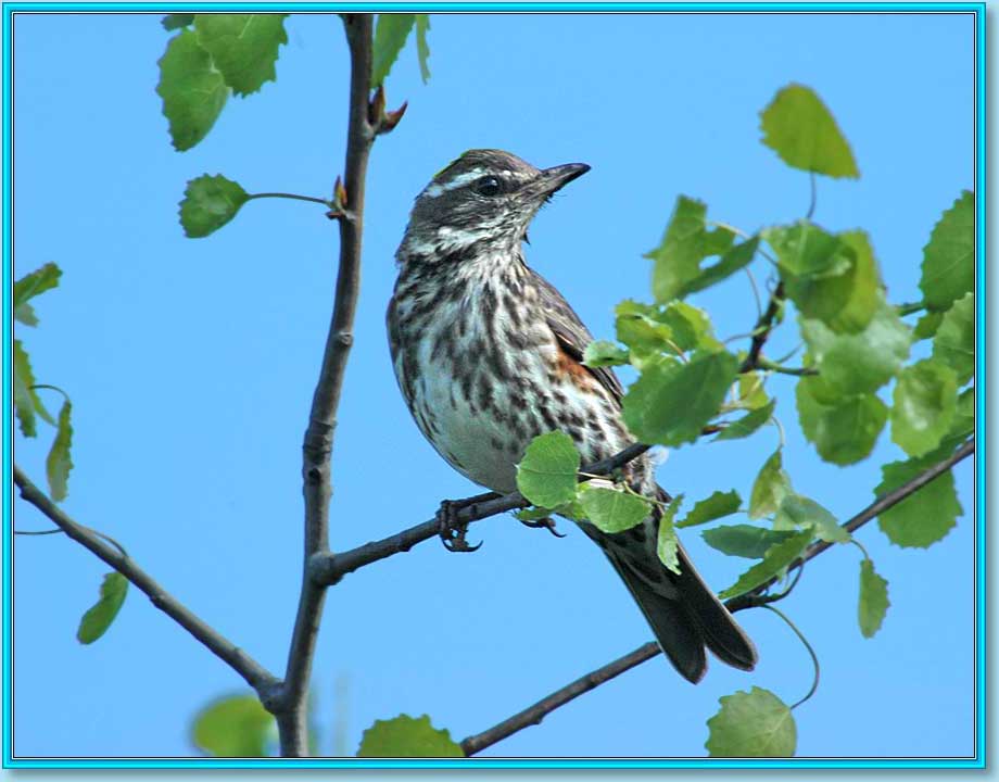 ����������. ���� 920�720 (57kb)