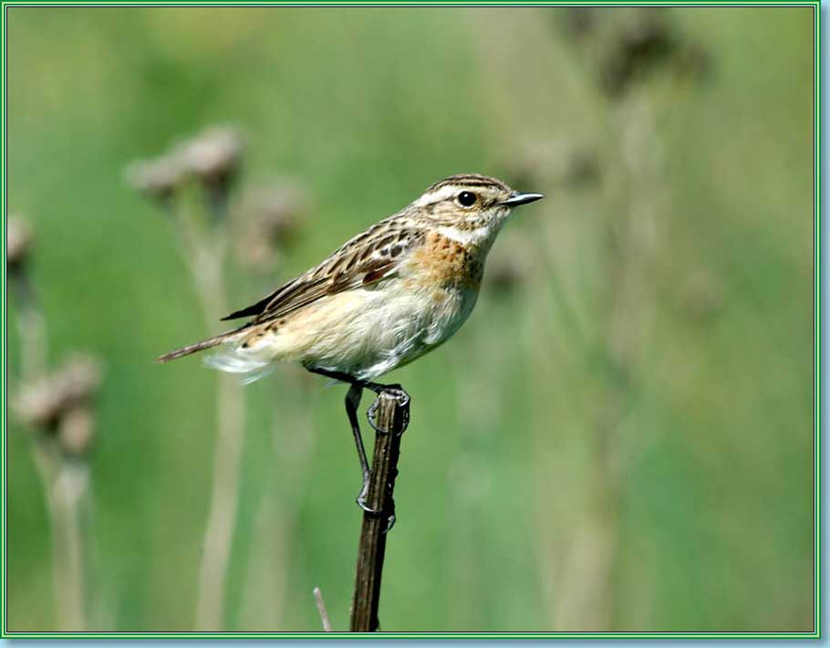 ������� �����. ���� 910�710 (39kb)