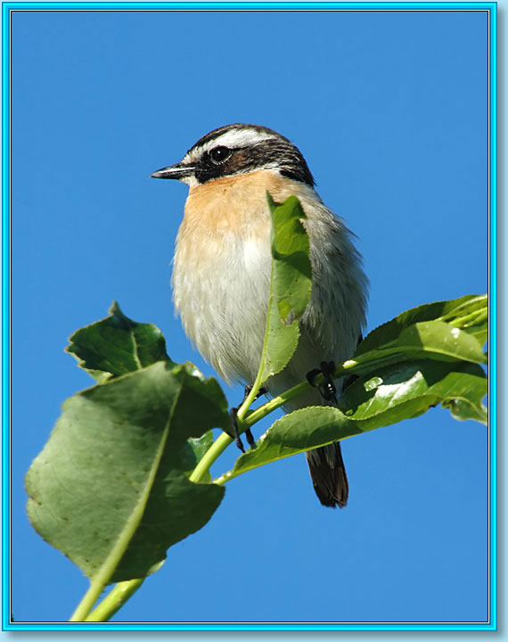 ������� �����. ���� 570�720 (68kb)