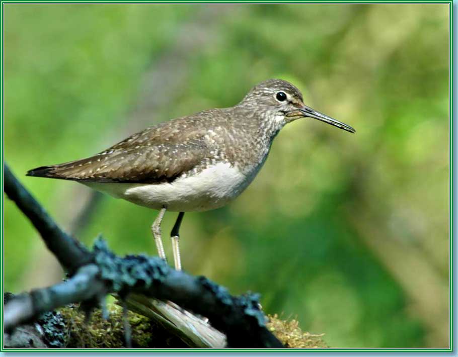 ������. ���� 910�710 (50kb)