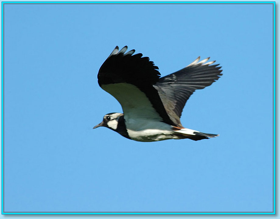 �����. ���� 920�720 (56kb)