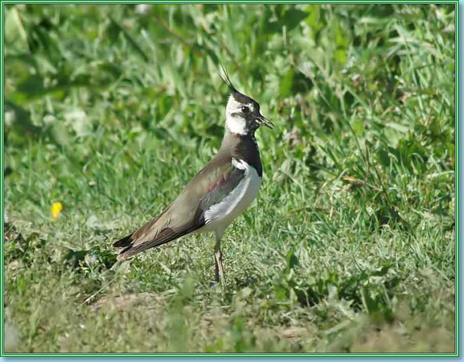 �����. ���� 910�710 (61kb)