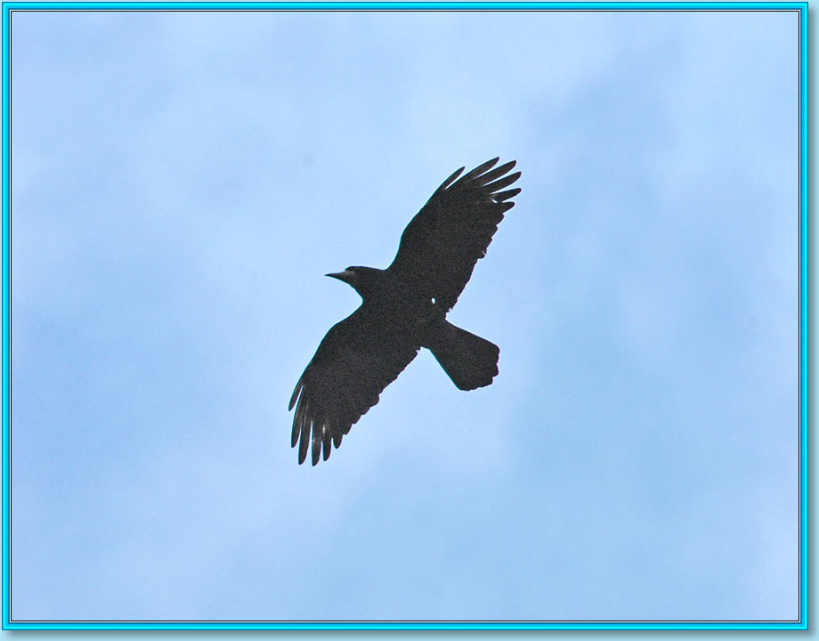 ����. ���� 920�720 (65kb)