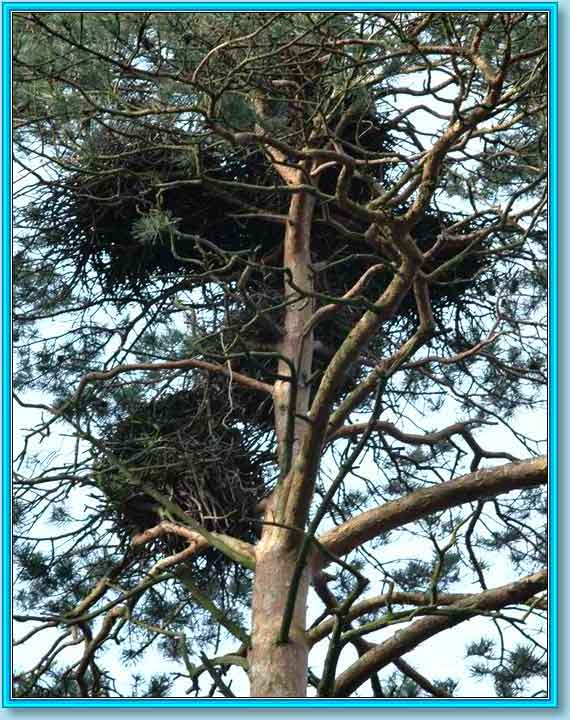 ���������. ���� 570�720 (71kb)