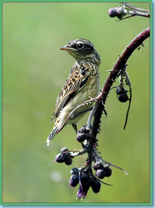 ������� �����. ���� 530�710 (69kb)