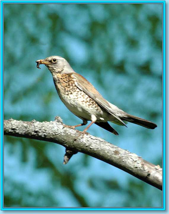 �����-��������. ���� 570�720 (45kb)