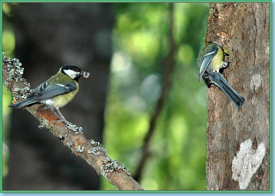 ������� ������. ���� 910�650 (70kb)