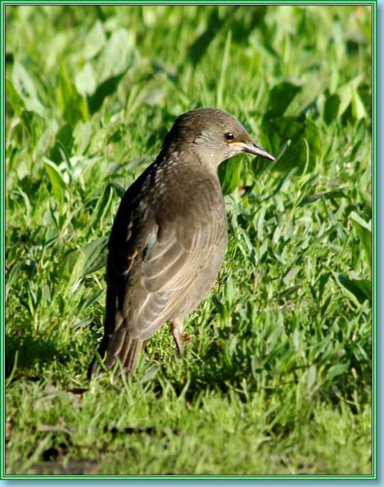 �������. ���� 560�710 (68kb)