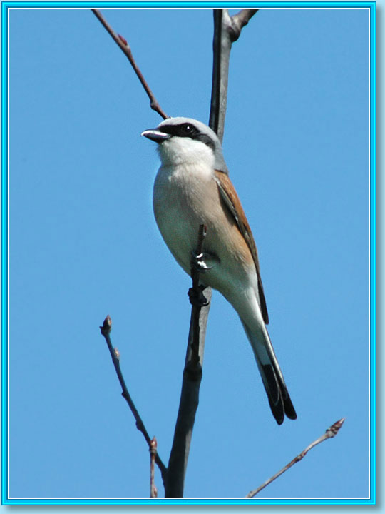 ��������� �����. ���� 540�720 (52kb)