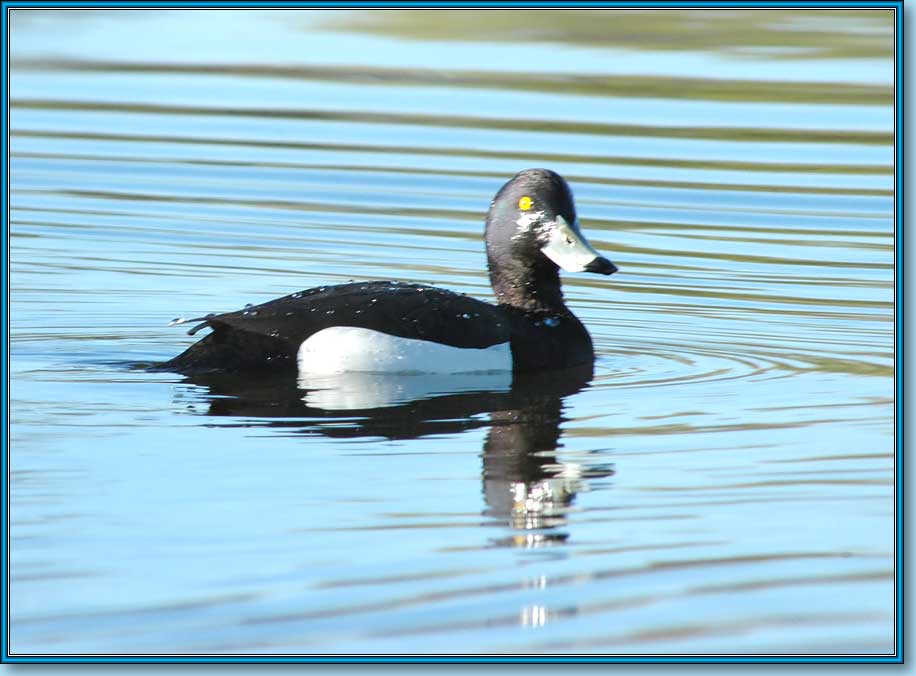  , Tufted Duck (Tufted Pochard), Aythya fuligula Linnaeus.  916676 (60kb)