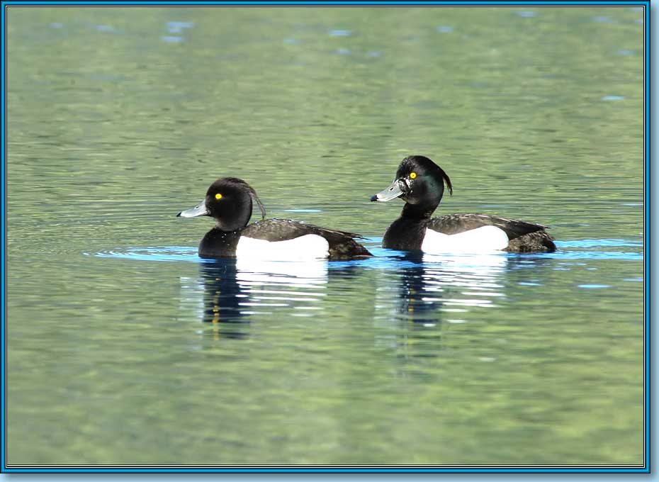  , Tufted Duck (Tufted Pochard), Aythya fuligula Linnaeus.  930680 (63kb)