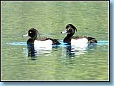  , Tufted Duck, Aythya fuligula Linnaeus.  930x680 (63kb) ?