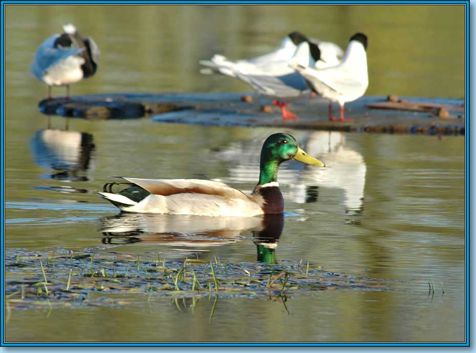 Кряква (селезень), Mallard, Anas platyrhynchos Linnaeus. Фото 930х690 (65kb)