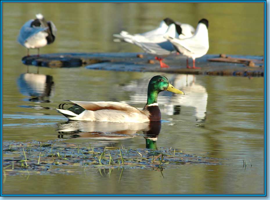  (), Mallard, Anas platyrhynchos Linnaeus.  930690 (65kb)