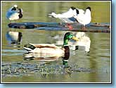  (), Mallard - Anas platyrhynchos Linnaeus.  930x690 (65kb) ?