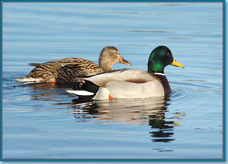 , Mallard, Anas platyrhynchos Linnaeus.  930670 (67kb)