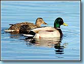 , Mallard - Anas platyrhynchos Linnaeus.  930x670 (67kb) ?