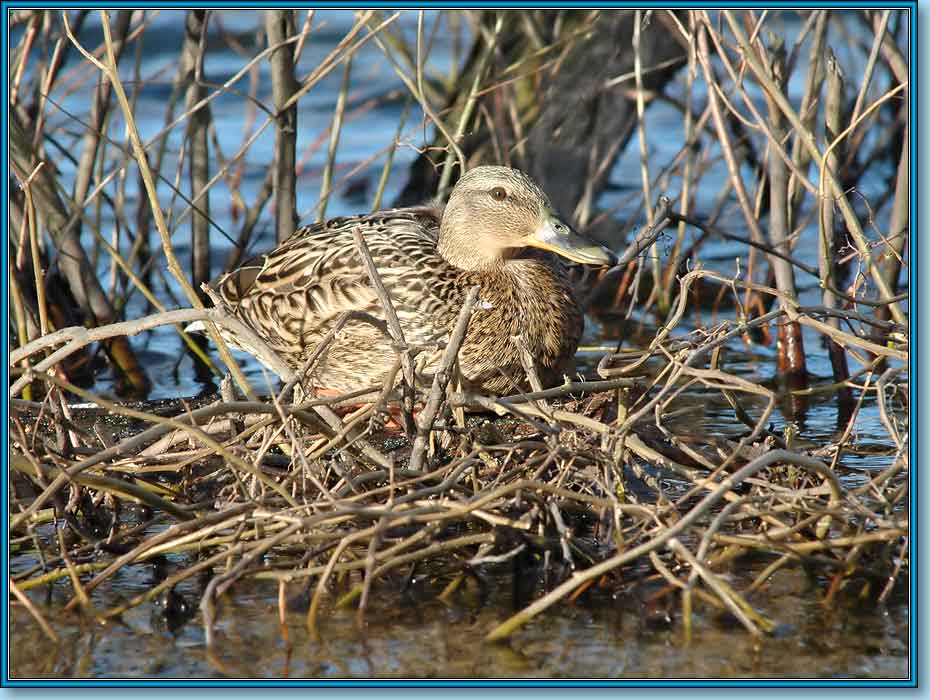   , Mallard, Anas platyrhynchos Linnaeus.  930700 (86kb)