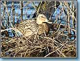   , Mallard - Anas platyrhynchos Linnaeus.  930x700 (86kb) ?