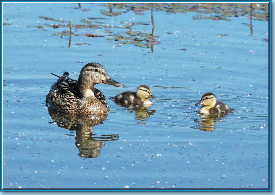   , Mallard, Anas platyrhynchos Linnaeus.  930660 (74kb)