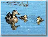   , Mallard - Anas platyrhynchos Linnaeus.  930x660 (74kb) ?