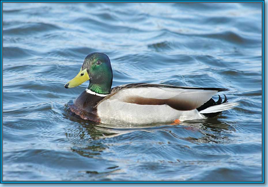  (), Mallard, Anas platyrhynchos Linnaeus.  930650 (74kb)