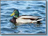  (), Mallard - Anas platyrhynchos Linnaeus.  930x650 (74kb) ?