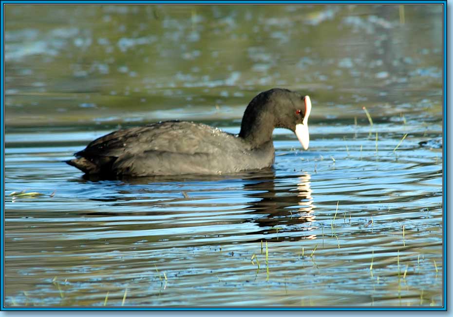 , Coot (Common Coot, Black Coot), Fulica atra Linnaeus.  930650 (75kb)