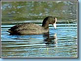 , Coot, Fulica atra Linnaeus.  930x650 (75kb) ?