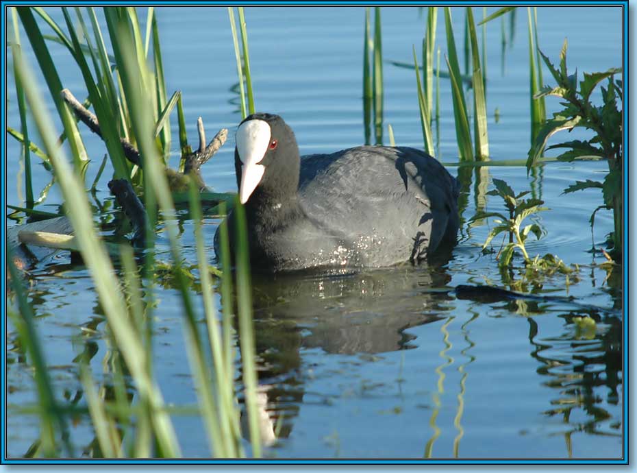 , Coot (Common Coot, Black Coot), Fulica atra Linnaeus.  930x690 (78kb)