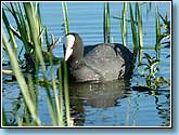 , Coot, Fulica atra Linnaeus.  930x690 (78kb) ?