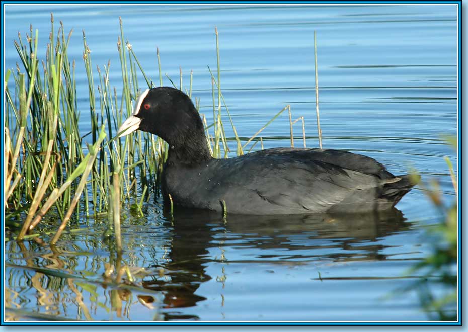 , Coot (Common Coot, Black Coot), Fulica atra Linnaeus.  930x660 (83kb)