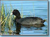 , Coot, Fulica atra Linnaeus.  930x660 (83kb) ?