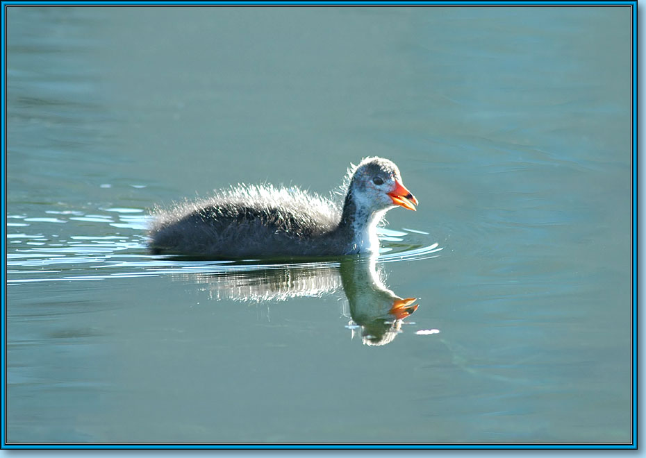  ; Coot (Common Coot, Black Coot); Fulica atra Linnaeus.  930x650 (75kb)