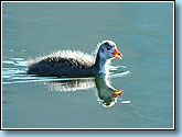  , Coot, Fulica atra Linnaeus.  930x650 (75kb) ?