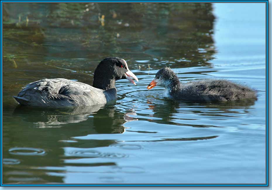   ; Coot (Common Coot, Black Coot); Fulica atra Linnaeus.  930x650 (65kb)