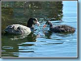   , Coot, Fulica atra Linnaeus.  930x650 (65kb) ?