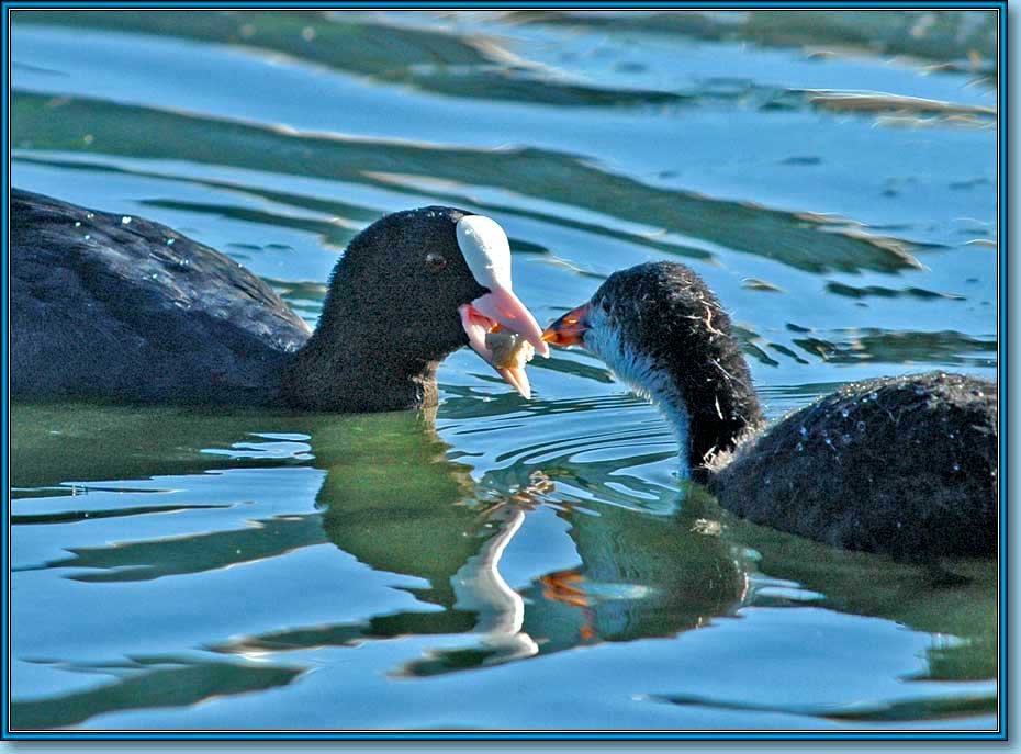   ; Coot (Common Coot, Black Coot); Fulica atra Linnaeus.  930x687 (81kb)